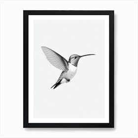 Hummingbird B&W Pencil Drawing 3 Bird Art Print