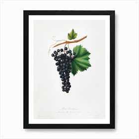 Berzemina Grape (Vites Veneto) From Pomona Italiana (1817 - 1839), Giorgio Gallesio Art Print