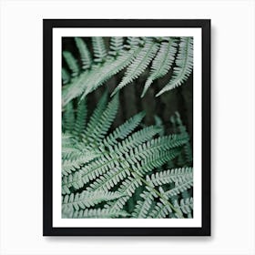 Soft Green Leaves Of A Fern // Nature Photography 1 Art Print