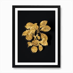 Vintage Cherry Plum Botanical in Gold on Black n.0296 Art Print
