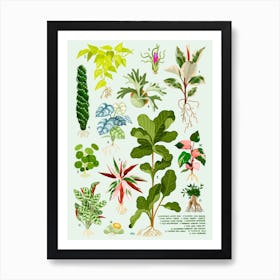 Houseplants Vol 2 Art Print