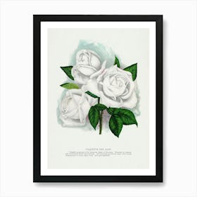 Vintage Botanical Art Print _2697915 Poster