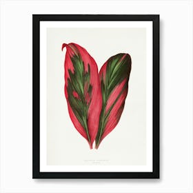 Vintage Botanical Art Print _2643245 Art Print