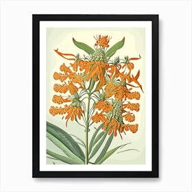 Butterfly Weed Wildflower Vintage Botanical 1 Art Print