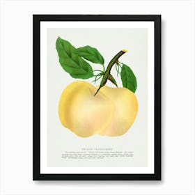 Vintage Botanical Yellow Transparent Apple Lithograph Art Print _2697916 Art Print