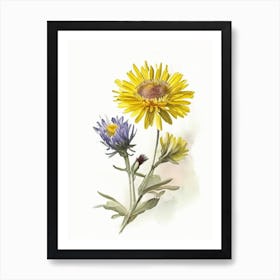 Golden Aster Wildflower Watercolour Art Print