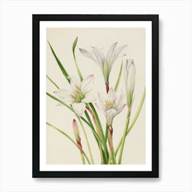 Three White Lilies Art Print