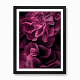 Purple Roses 1 Art Print