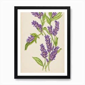 Lavender Vintage Botanical 2 Flower Art Print