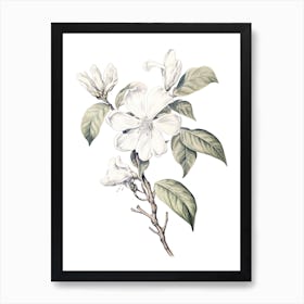 Jasmine Flower Vintage Botanical 3 Art Print