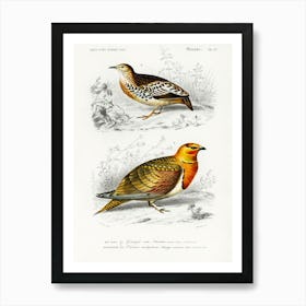 Different Types Of Birds, Charles Dessalines D'Orbigny 8 Art Print