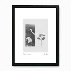 Hydrangea Botanical Collage 4 Art Print