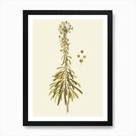 Cypress Art Print