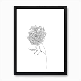 Marigold Art Print