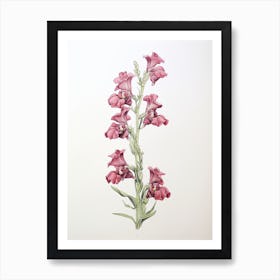 Snapdragons Flower Vintage Botanical 0 Art Print