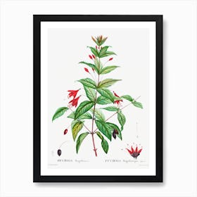 Hardy Fuchsia, Pierre Joseph Redoute Art Print