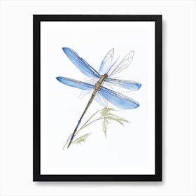 Blue Dasher Dragonfly Pencil Illustration 1 Art Print
