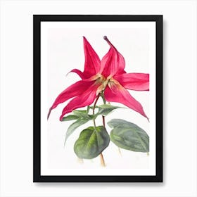 Red Trillium Wildflower Watercolour Art Print