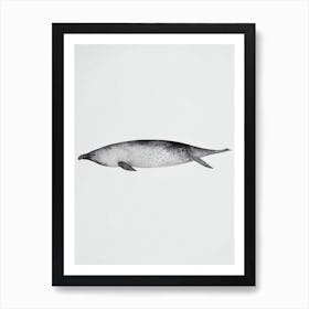 Elephant Seal Black & White Drawing Art Print