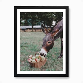 Mule Eating Apples Art Print