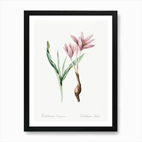 Autumn Crocus Illustration From Les Liliacées, Pierre Joseph Redoute Art Print