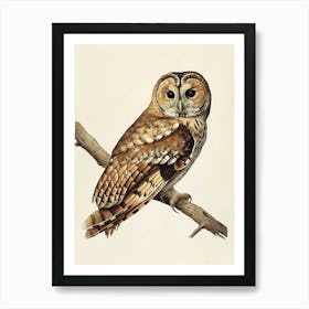 Tawny Owl Vintage Illustration 3 Art Print