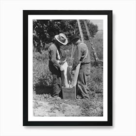 Fruit Pickers Emptying Sacks Of Peaches Into A Crate, Delta County, Colorado By Russell Lee Art Print