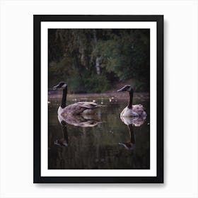 Geese Swimming Art Print