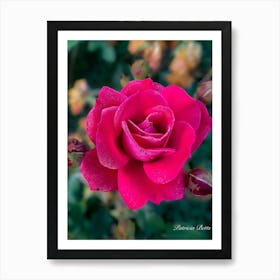 Red Rose Photography Art Print