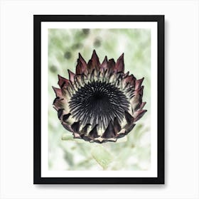 King Protea 02 Art Print