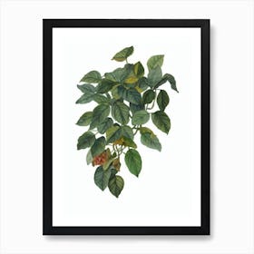 Button Fern (Pellaea Rotundifolia) Watercolor Art Print