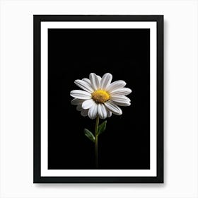 Daisy 19 Art Print