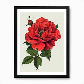 Red Rose 6 Art Print