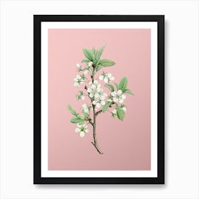 Vintage White Plum Flower Botanical on Soft Pink n.0595 Art Print