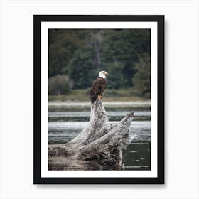 Bald Eagle On River Art Print