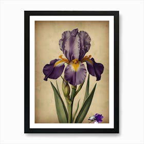 Purple Iris Art Print