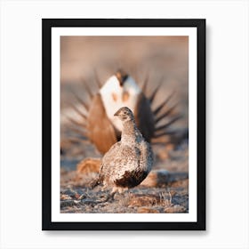 Courting Sage Grouse Art Print