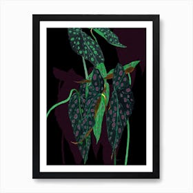 Begonia Maculata On Black Art Print