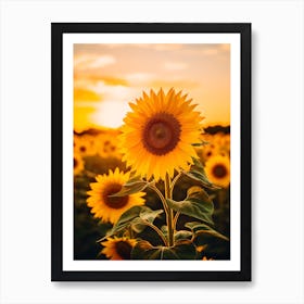 Field of Sunflowers At Sunset Art Print