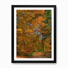 Autumn Colour In The Forest Woods Poster