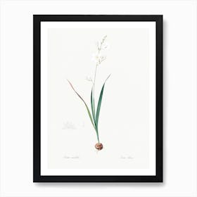 Corn Lily Illustration From Les Liliacées (1805), Pierre Joseph Redoute 1 Art Print