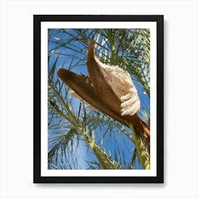 Flowering date palm under a blue sky Art Print