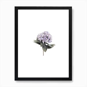 Hydrangea Affiche