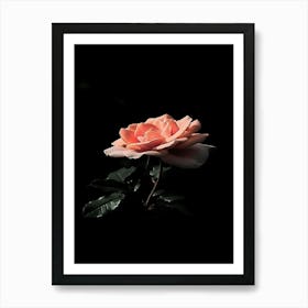 Pink Rose 30 Art Print