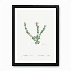 Euphorbia Tridentata, Pierre Joseph Redoute Affiche