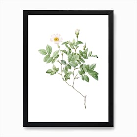 Vintage Rosebush Botanical Illustration on Pure White n.0536 Art Print
