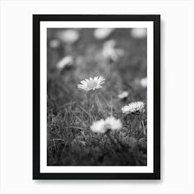 Daisy Flower Black and White Photography Art Print