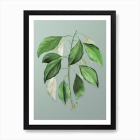 Vintage Camphor Tree Botanical Art on Mint Green n.0517 Art Print