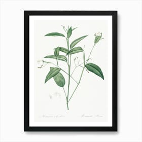 Maranta Arundinacea, Pierre Joseph Redoute Art Print