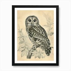 Spotted Owl Vintage Illustration 2 Art Print